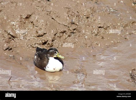 duck sat in mud, muddy duck, bird in mud, ducks Stock Photo - Alamy