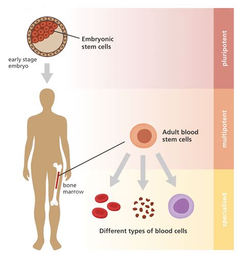 STEM CELL EXHAUSTION – The Ultimate Culprit of Aging - The Institute for Human Optimization