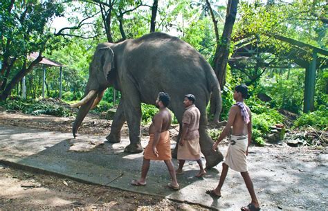 Cochin to Guruvayur and The Guruvayur Sri Krishna Temple - My Simple ...