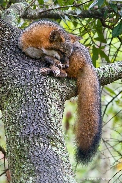 15 Times Animals Climbed a Tree Too High... And Decided to Take a Nap ...