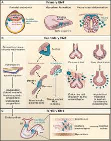 Epithelial-Mesenchymal Transitions in Development and Disease: Cell