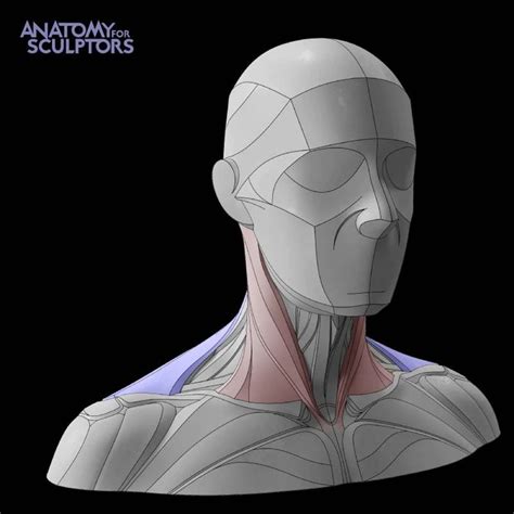 Form of The Head and Neck - by Anatomy For Sculptors by Uldis Zarins — Kickstarter 3d Anatomy ...