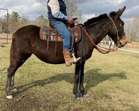 Mules Vs Horses: Key Differences Examined