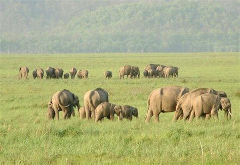 Rajaji National Park, Haridwar - Timings, Safari Cost, Best Time to Visit