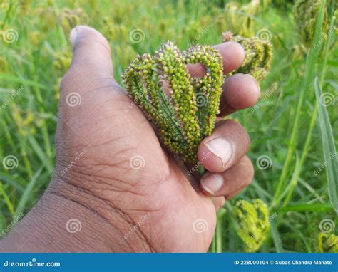 Finger millet plant. stock photo. Image of closeup, asia - 228000104