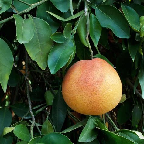 Grapefruit Peel - citrus x paradisi | Mayernik Kitchen