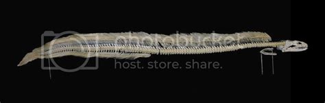 eel-skeleton-lg.jpg Photo by zdp0178 | Photobucket