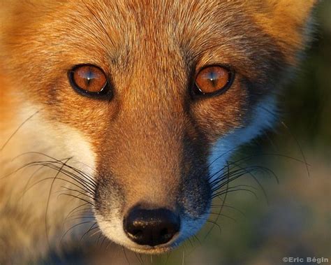 Red fox / Renard roux