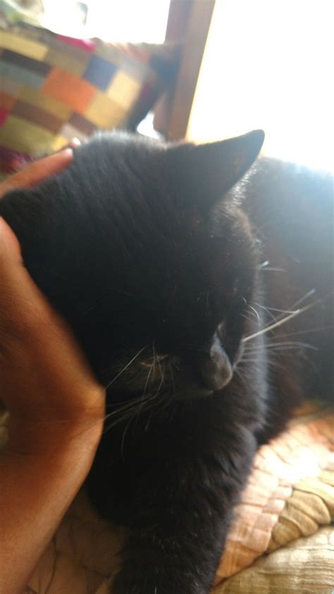 Black Cat Cuddles are the best. #MaiLove | Cat cuddle, Black cat, Cuddling