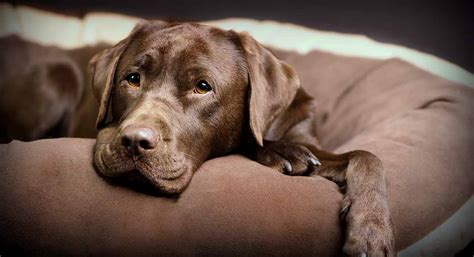 Tableaux de poids du Labrador – Combien mon Labrador doit-il peser