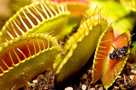 Venus flytrap | Description, Mechanism, Adaptations, Habitat, Diet, & Facts | Britannica