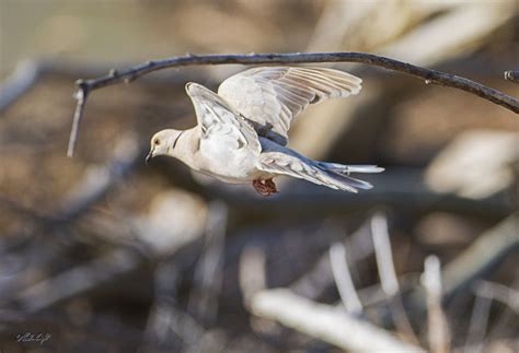 Paul Knight Photography: Barbary Dove 3580