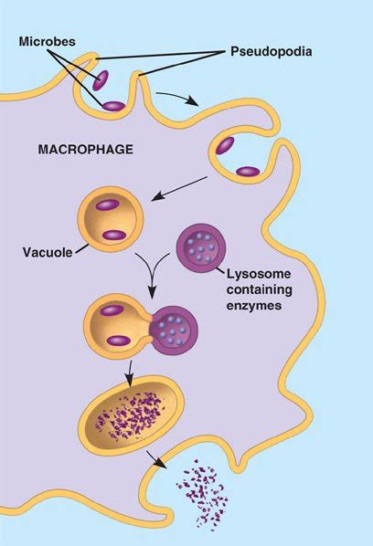 phagocytosis.html 43_04Phagocytosis.jpg