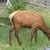 Elk near the road - Cervus canadensis in Yellowstone National Park, Wyoming image - Free stock ...