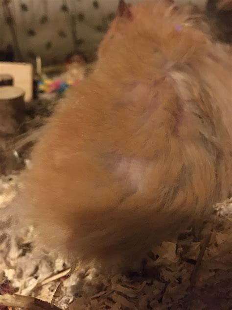 Random bald spot, should I be worried? : r/hamstercare