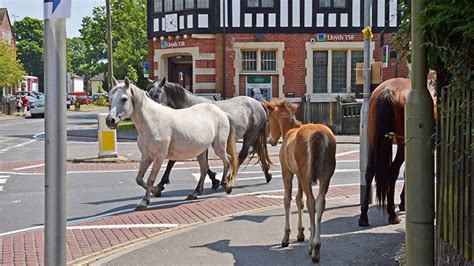 Reasons to Visit Brockenhurst – New Forest Cottages Blog