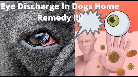🔥Tips and Complete Guide “eye discharge in dogs home remedy ” 👍 - YouTube