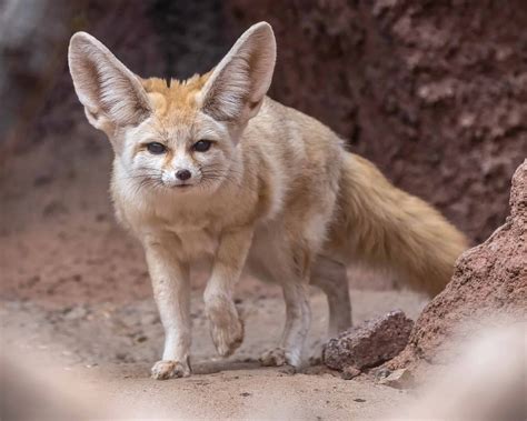 Learn About Fennec Foxes | Phoenix Zoo