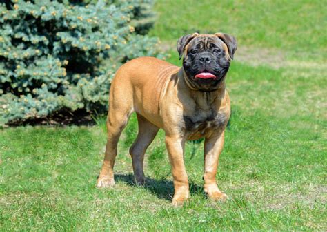 Bullmastiff: Temperament, Haltung und Pflege - Hund