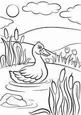Pond Coloring Pages At GetColoringscom  Free Printable Colorings sketch template