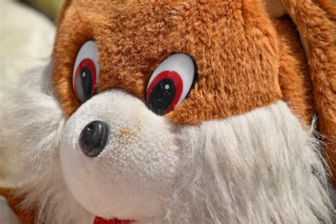 Free picture: mascot, plush, teddy bear toy, fur, cute, wool, portrait, fun, toy, funny