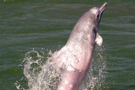 Yangtze River Dolphin (Baiji Dolphin), Lipotes vexillifer, 2008 - CSMonitor.com