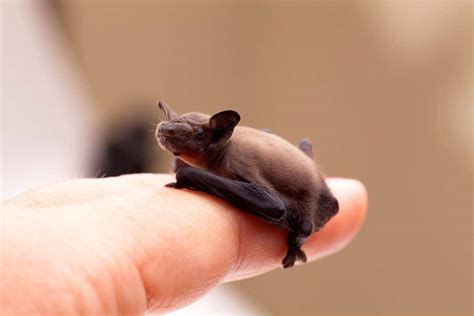 30 Adorable Facts About The Bumblebee Bat You Should Know - Facts.net