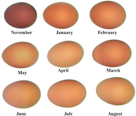 Eggs with color values [lightness (L*), redness (a*), and yellowness... | Download Scientific ...