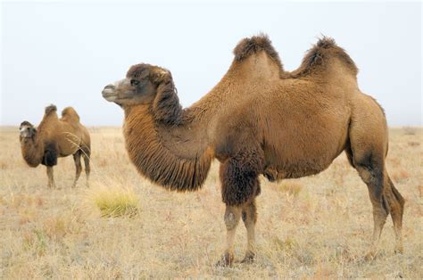 Bactrian camel | Adaptations, Range, & Facts | Britannica