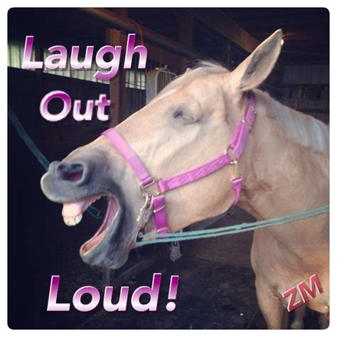 Laugh Out Loud! | Laugh out loud, Funny horses, Laugh