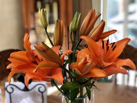 Lily Flowers Meaning, Colors, and Symbolism | Flower Delivery Hamilton