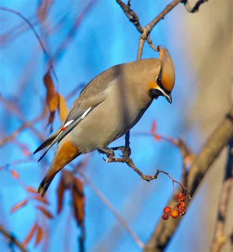 Bohemian Waxwing - eBirdr