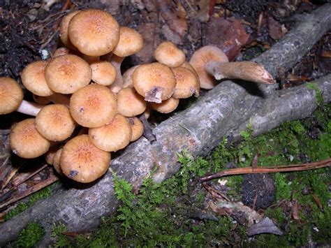 Armillariella (=Armillaria) tabescens This is the "Ringless Honey ...