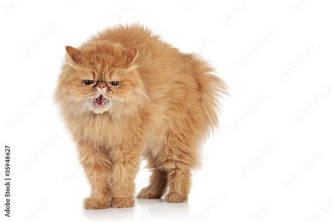 Angry Persian cat on a white background Stock Photo | Adobe Stock