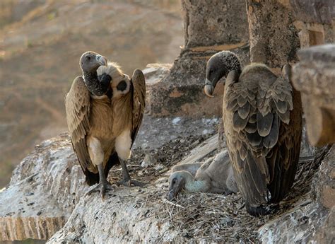 Vultures_in_the_nest_Orchha_MP_India_edit_768px