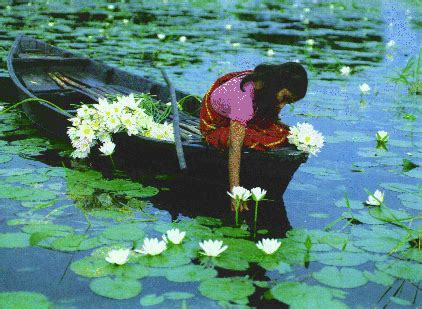 Fun and natural beauty of Bangladesh: National flower in Bangladesh..