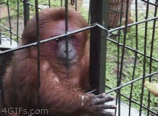 Monkey Banana GIF - Find & Share on GIPHY