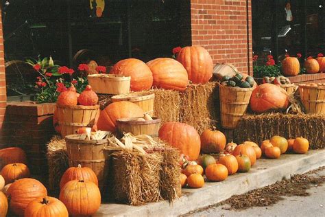 Autumn pumpkins Free Photo Download | FreeImages