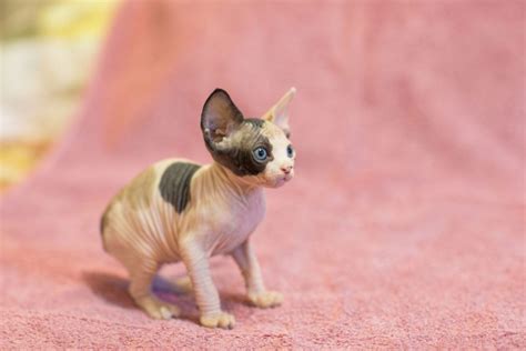 13 Sphynx Cat Breeders - The Best Of The Best