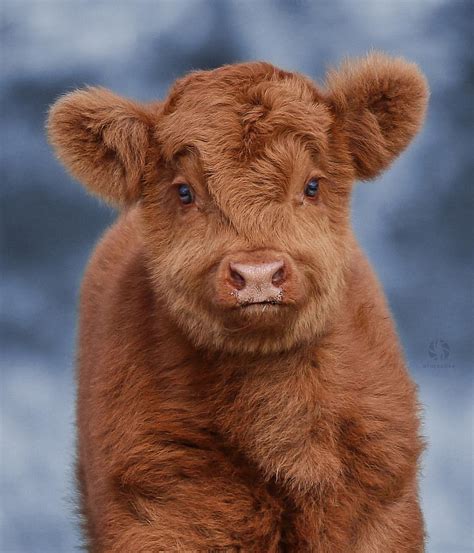 Fluffy baby cow! : r/aww