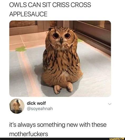 OWLS CAN SIT CRISS CROSS APPLESAUCE it's always something new with these motherf! icleere - iFunny