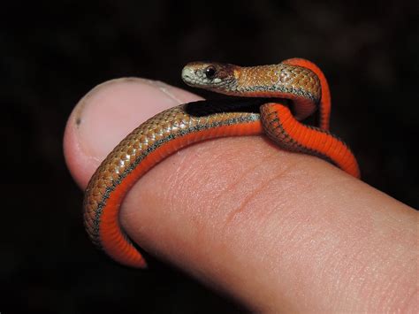 Maryland Biodiversity Project - Red-bellied Snake (Storeria ...