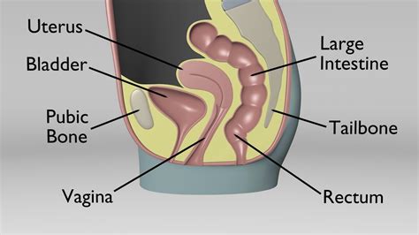 Female Sagittal Pelvic Anatomy - YouTube