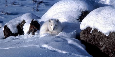 Take the Arctic Wildlife Quiz - The National Wildlife Federation Blog