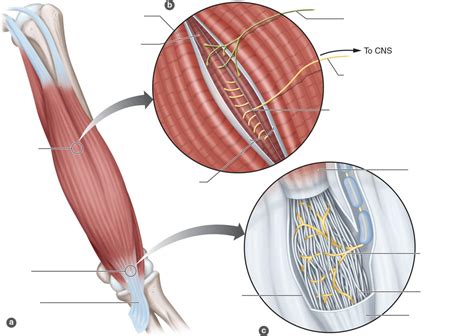 3.9 Muscle spindle and Golgi tendon organ Diagram | Quizlet