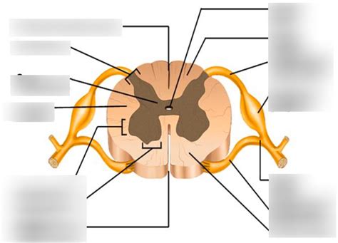 Sectional Anatomy Of The Spinal Cord - Anatomical Charts & Posters