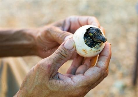 Crocodile Egg Tooth Stock Photos - Free & Royalty-Free Stock Photos from Dreamstime