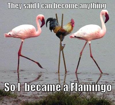 I became a flamingo + Meme by Debitos | Chicken humor, Funny animal ...