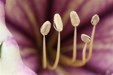Free Images : hand, nature, petal, pollen, pollination, finger, pink, nail, close up, human body ...
