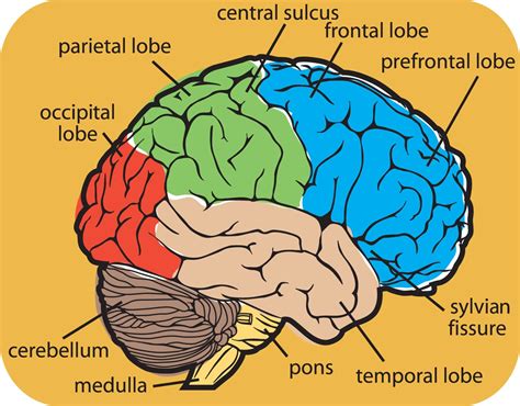 diagram of the human brain parts 8 : Biological Science Picture Directory – Pulpbits.net